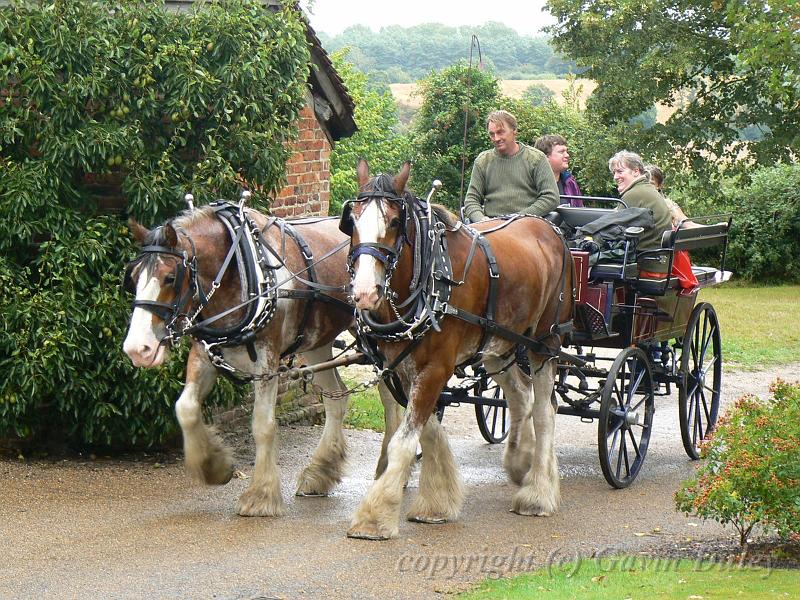 Draught horses pulling carriage, Sissinghurst Castle P1120887.JPG